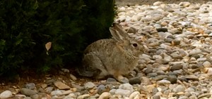 Max was out of his mind! Bunnies, that he couldn't chase around. That's hard for a dog to understand.