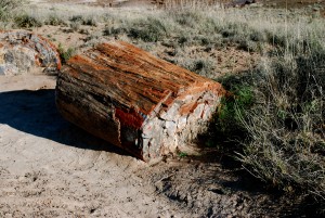 A petrified log.